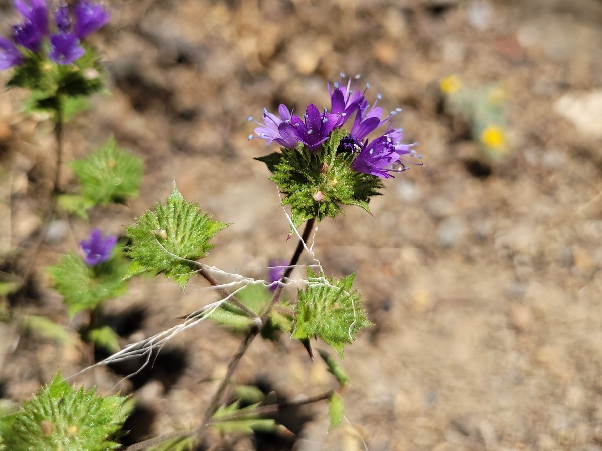 Navarretia heterodoxa