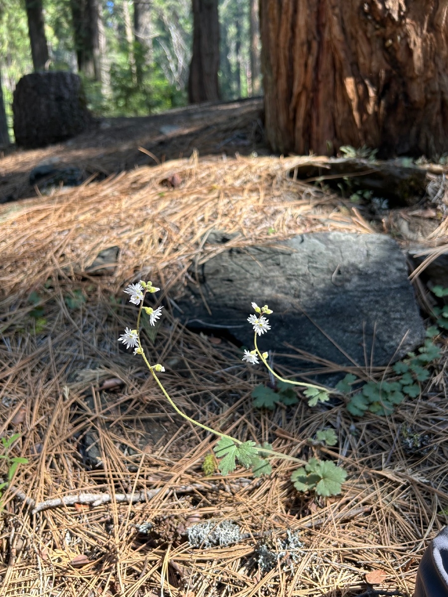 Lithophragma heterophyllum