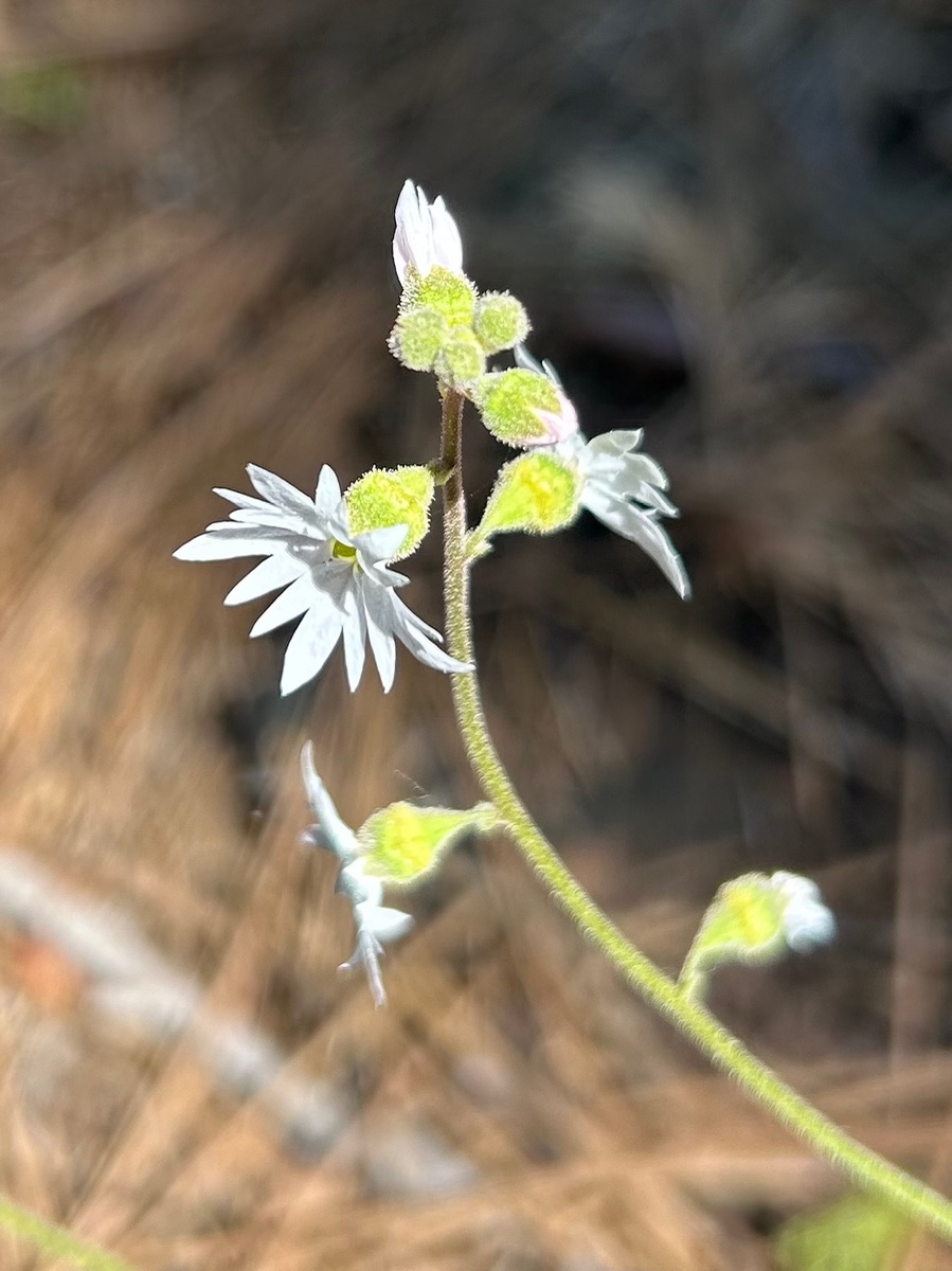 Lithophragma heterophyllum