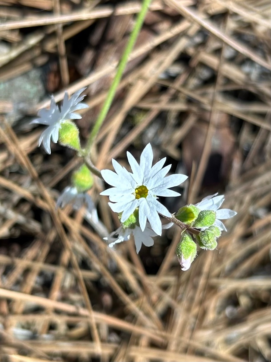 Lithophragma heterophyllum