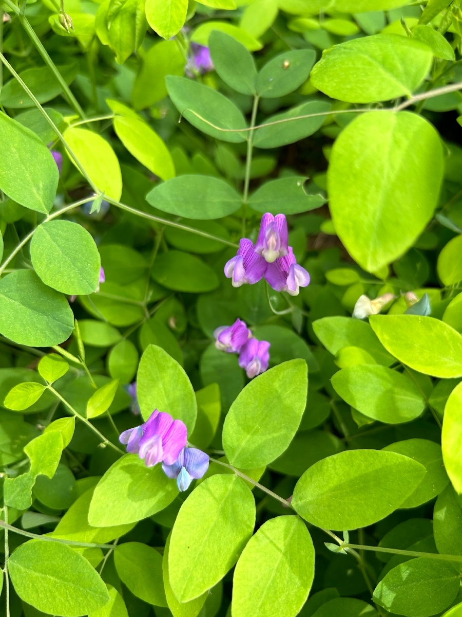 Lathyrus nevadensis