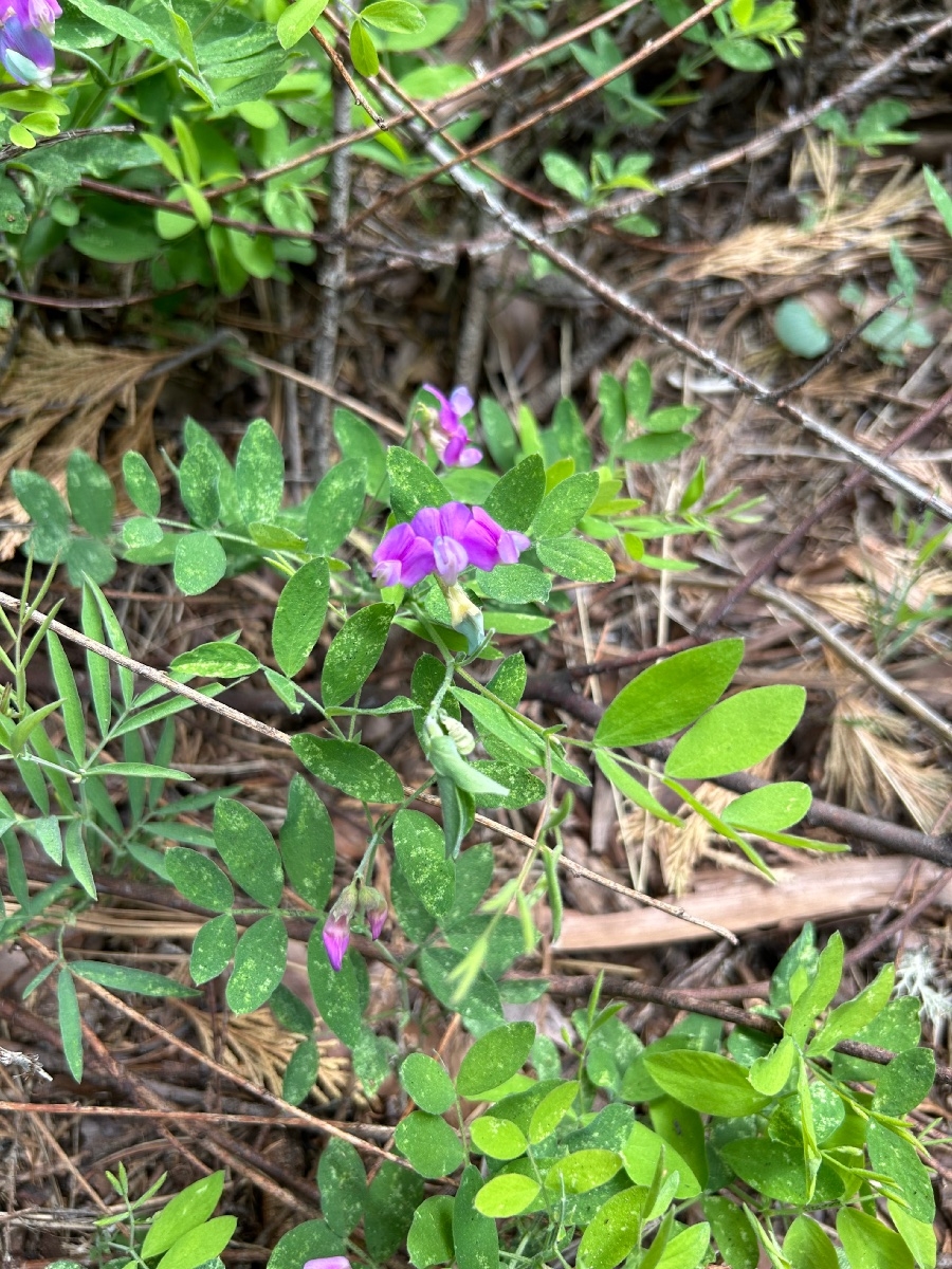 Lathyrus nevadensis