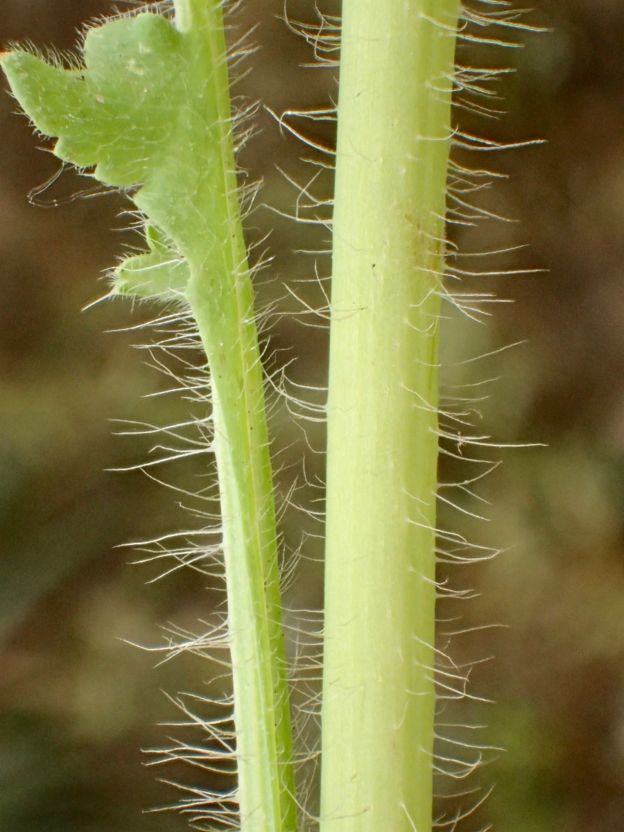 Papaver rhoeas