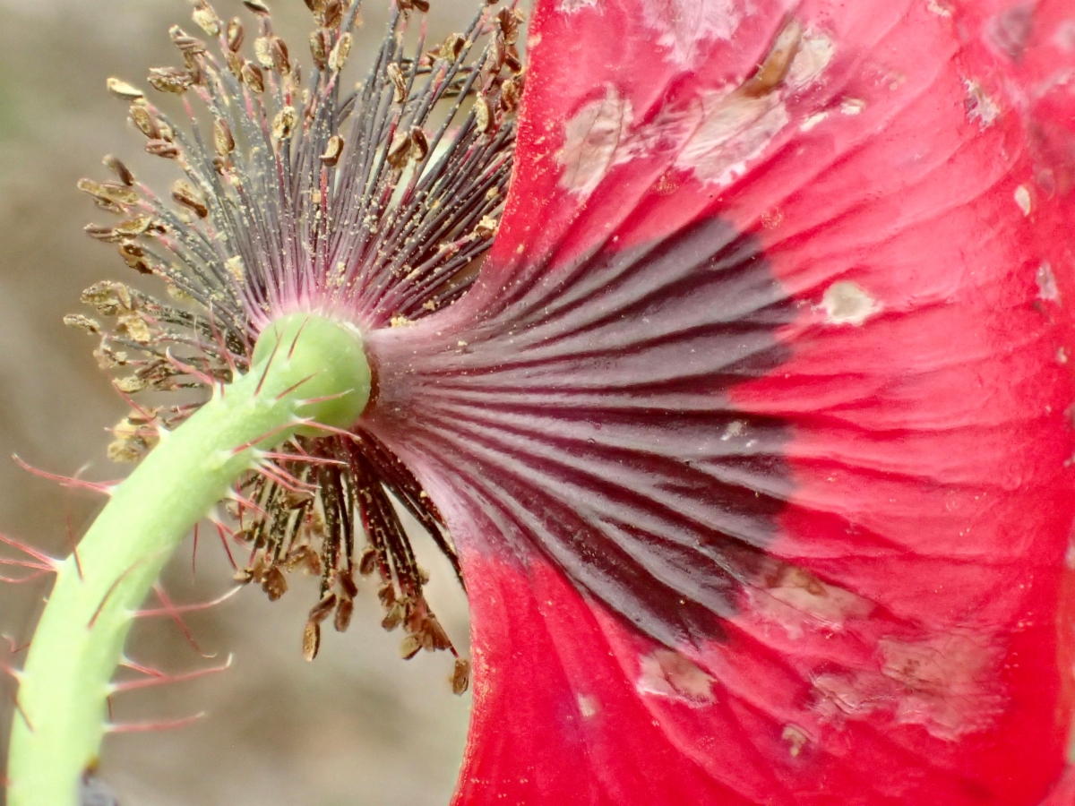 Papaver rhoeas