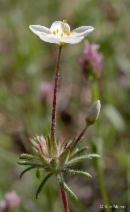 Linanthus androsaceus ssp. luteus