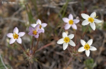 Linanthus androsaceus ssp. luteus