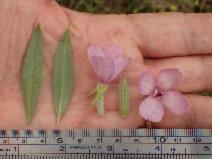 Clarkia purpurea ssp. purpurea