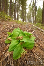 Cypripedium fasciculatum