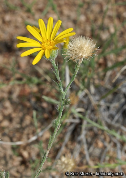 Xanthisma gracile