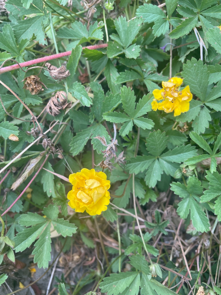 Potentilla reptans