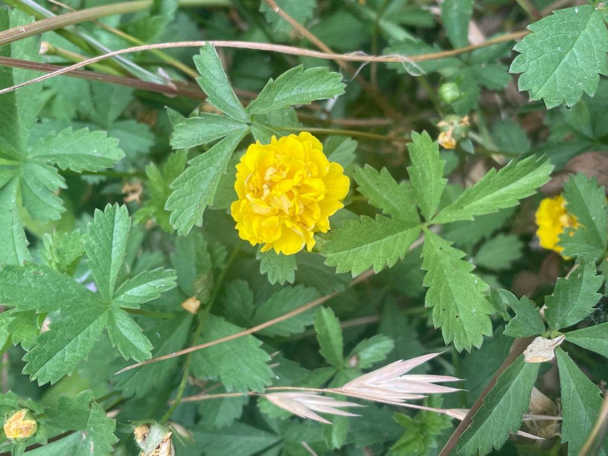 Potentilla reptans