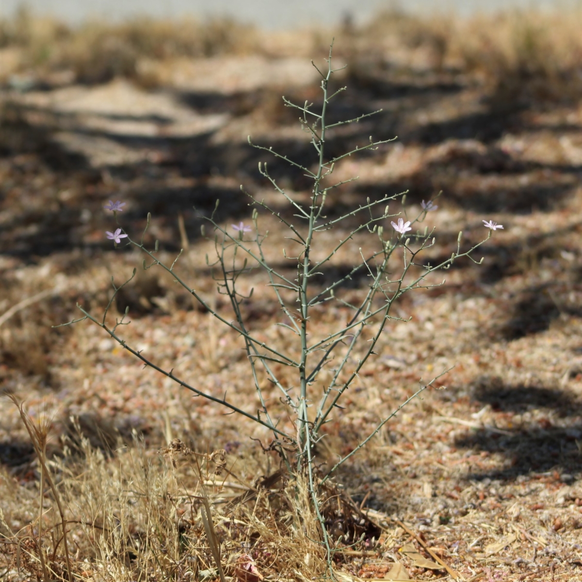 Stephanomeria exigua ssp. exigua