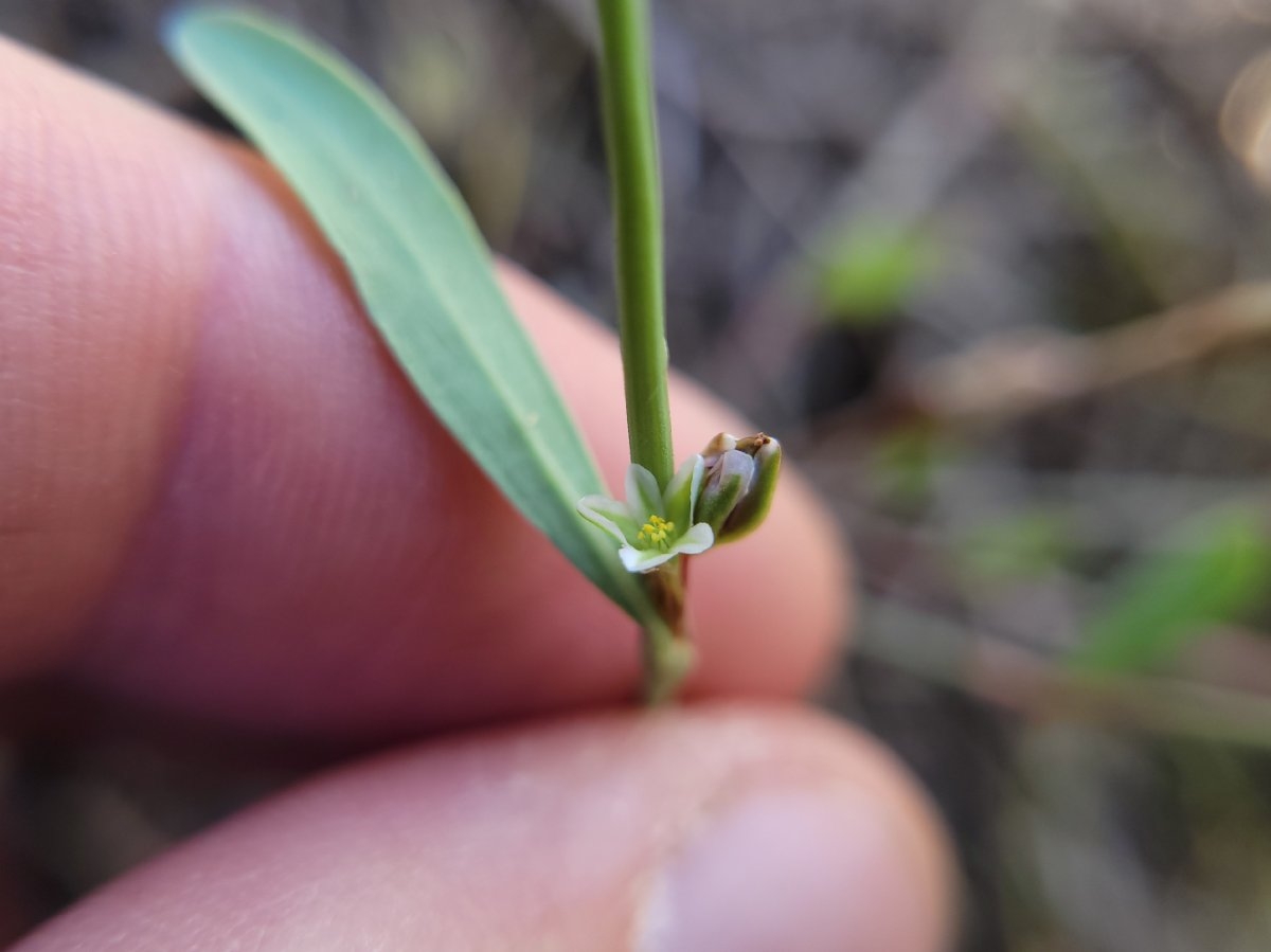 Polygonum marinense