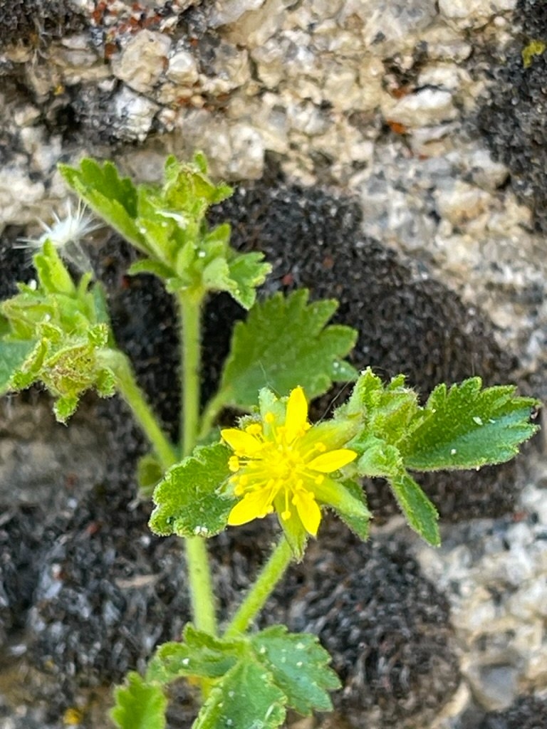 Ivesia saxosa