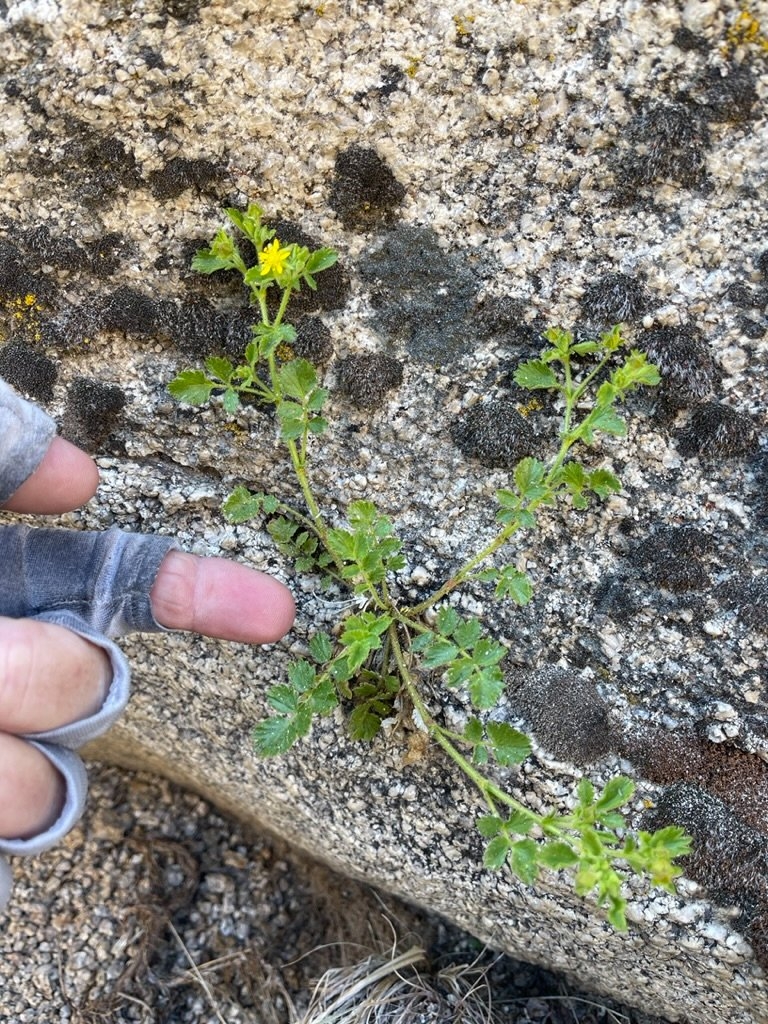 Ivesia saxosa