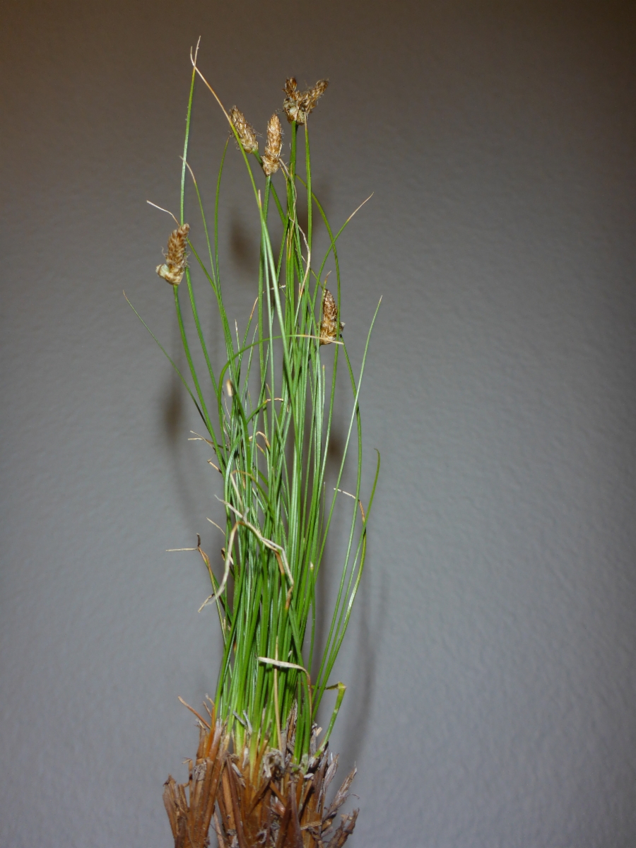 Carex filifolia var. erostrata