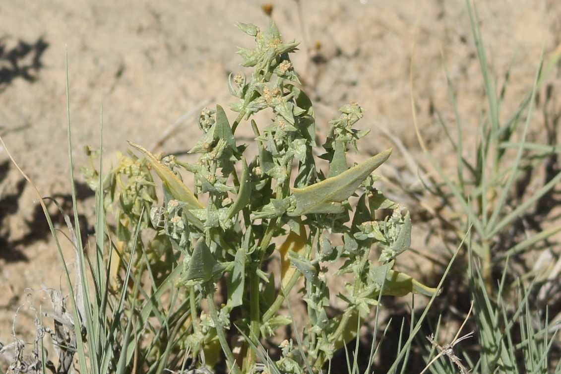 Stutzia covillei