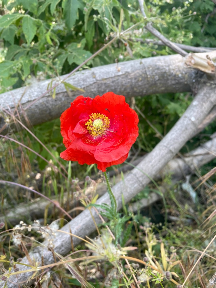 Papaver rhoeas