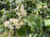 Prunus ilicifolia ssp. ilicifolia