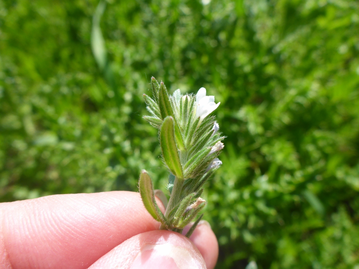 Lithospermum arvense