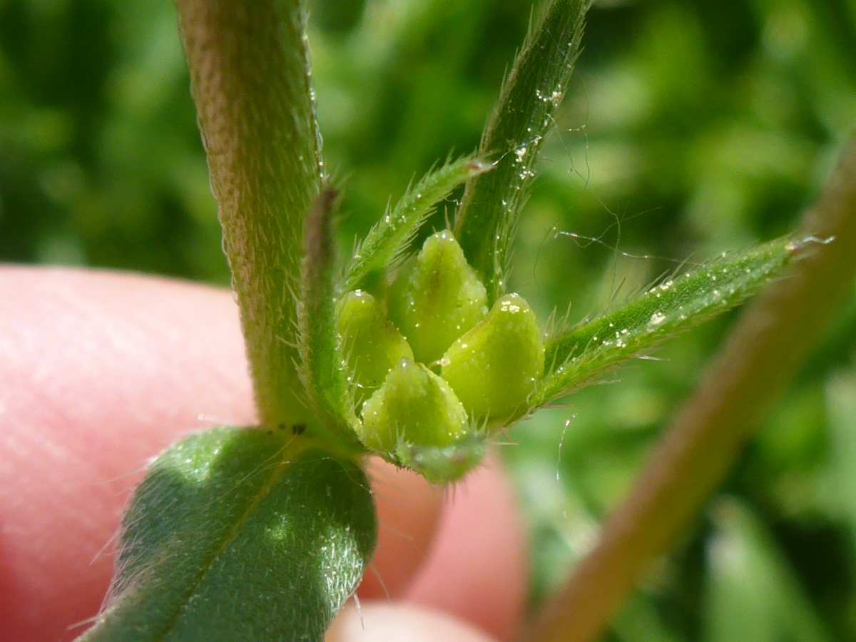 Lithospermum arvense