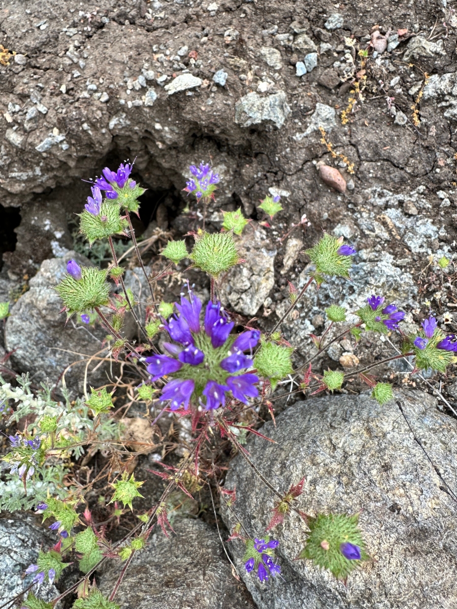 Navarretia heterodoxa