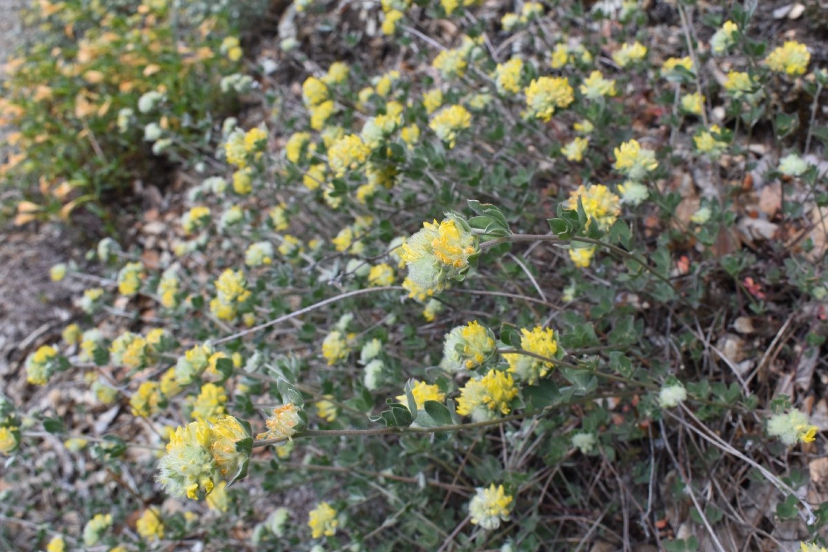 Acmispon argophyllus var. fremontii