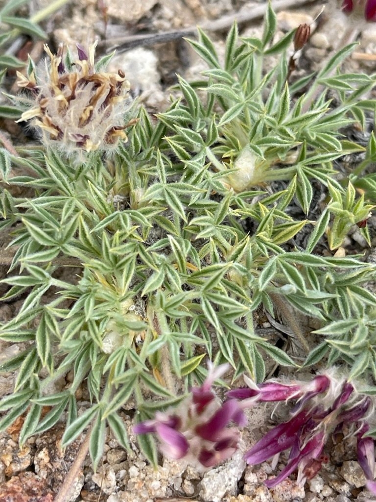 Trifolium andersonii