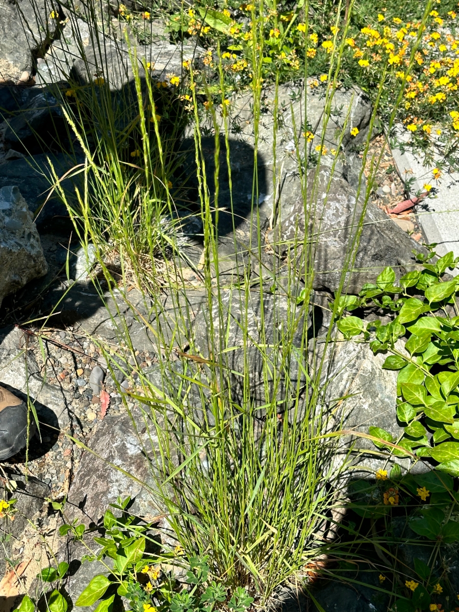 Elymus trachycaulus ssp. trachycaulus