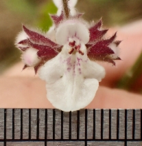 Stachys rigida ssp. quercetorum
