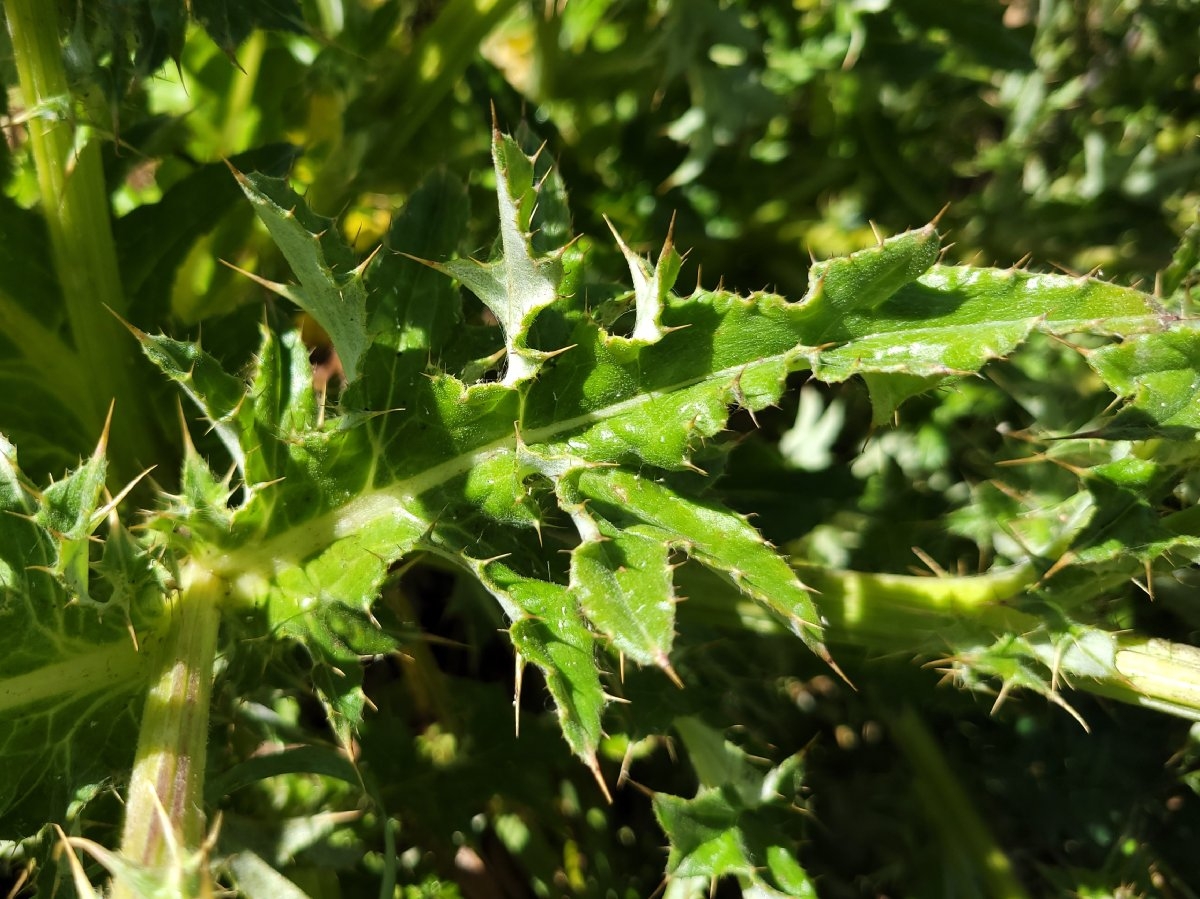 Cirsium andrewsii