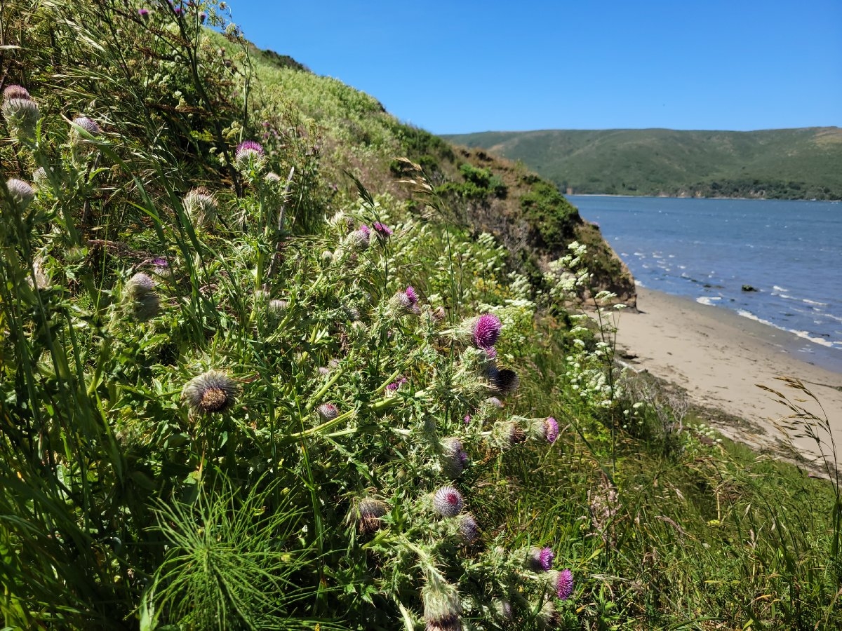 Cirsium andrewsii