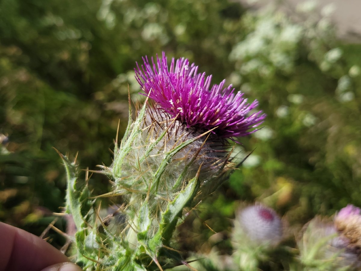 Cirsium andrewsii