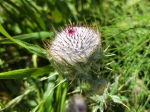 Cirsium andrewsii