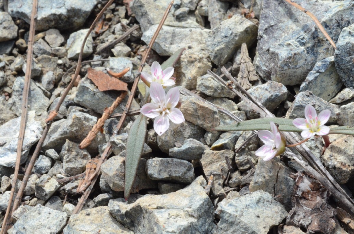 Claytonia serpenticola