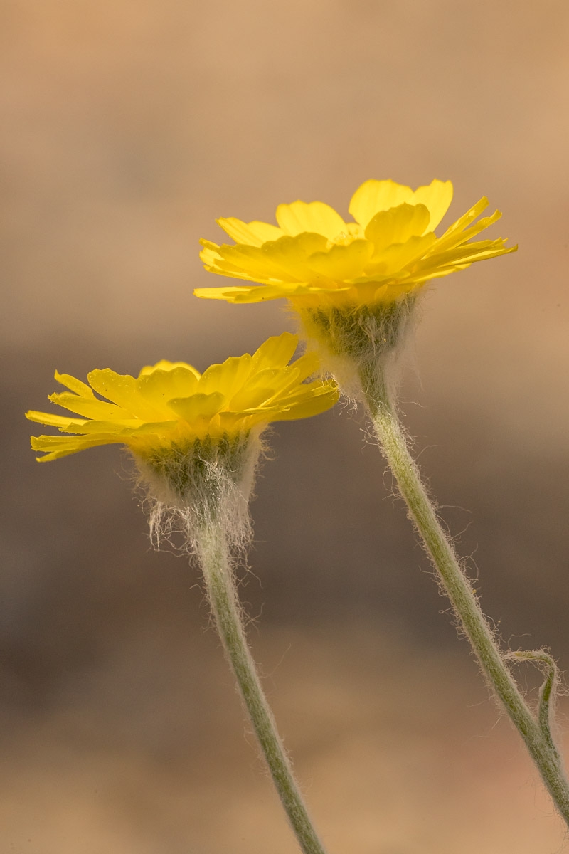 Baileya pleniradiata