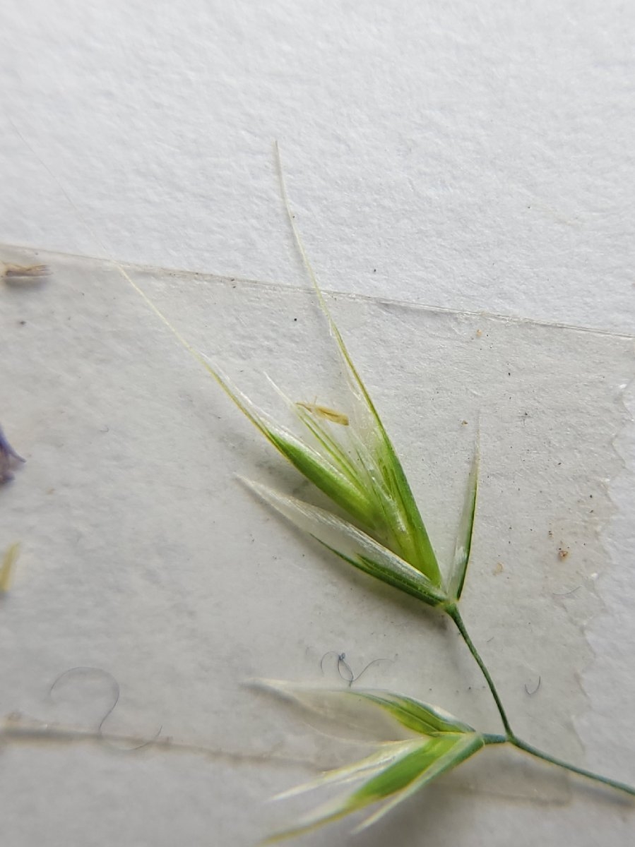 Festuca elmeri