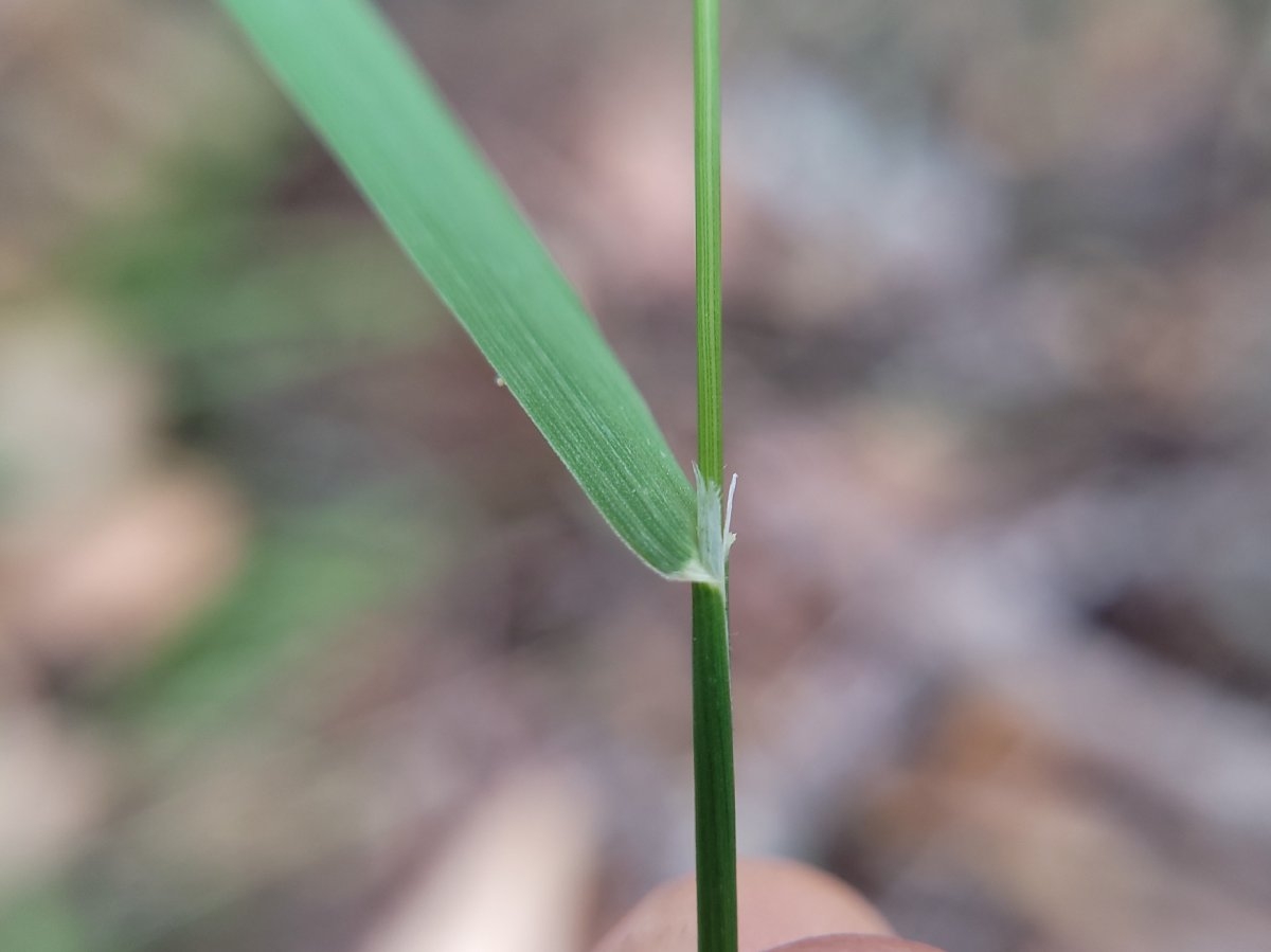 Festuca elmeri