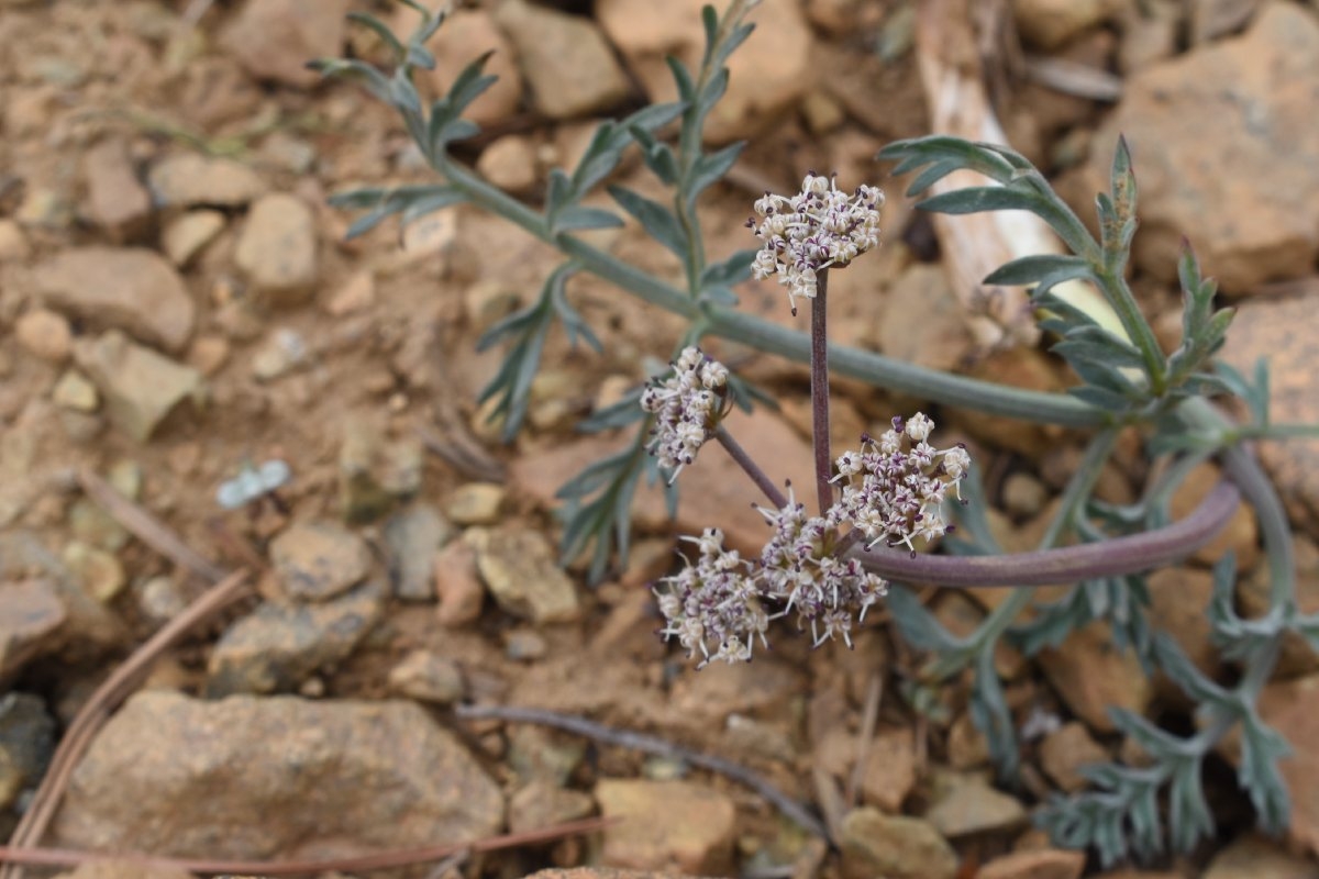 Lomatium engelmannii