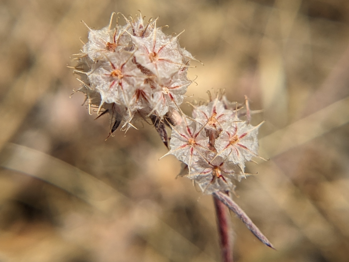 Chorizanthe membranacea