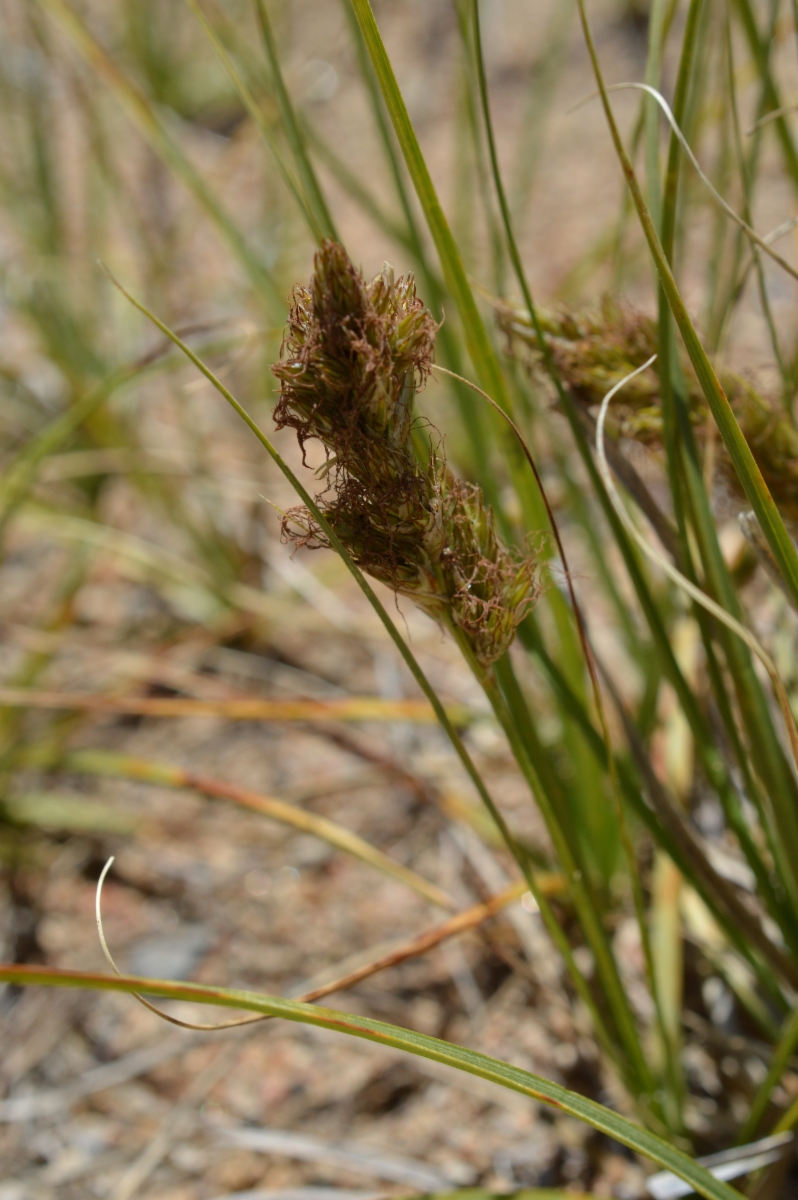 Carex douglasii