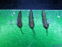 Eragrostis poaeoides