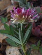 Trifolium longipes var. shastense