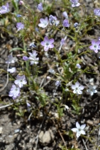 Gilia interior