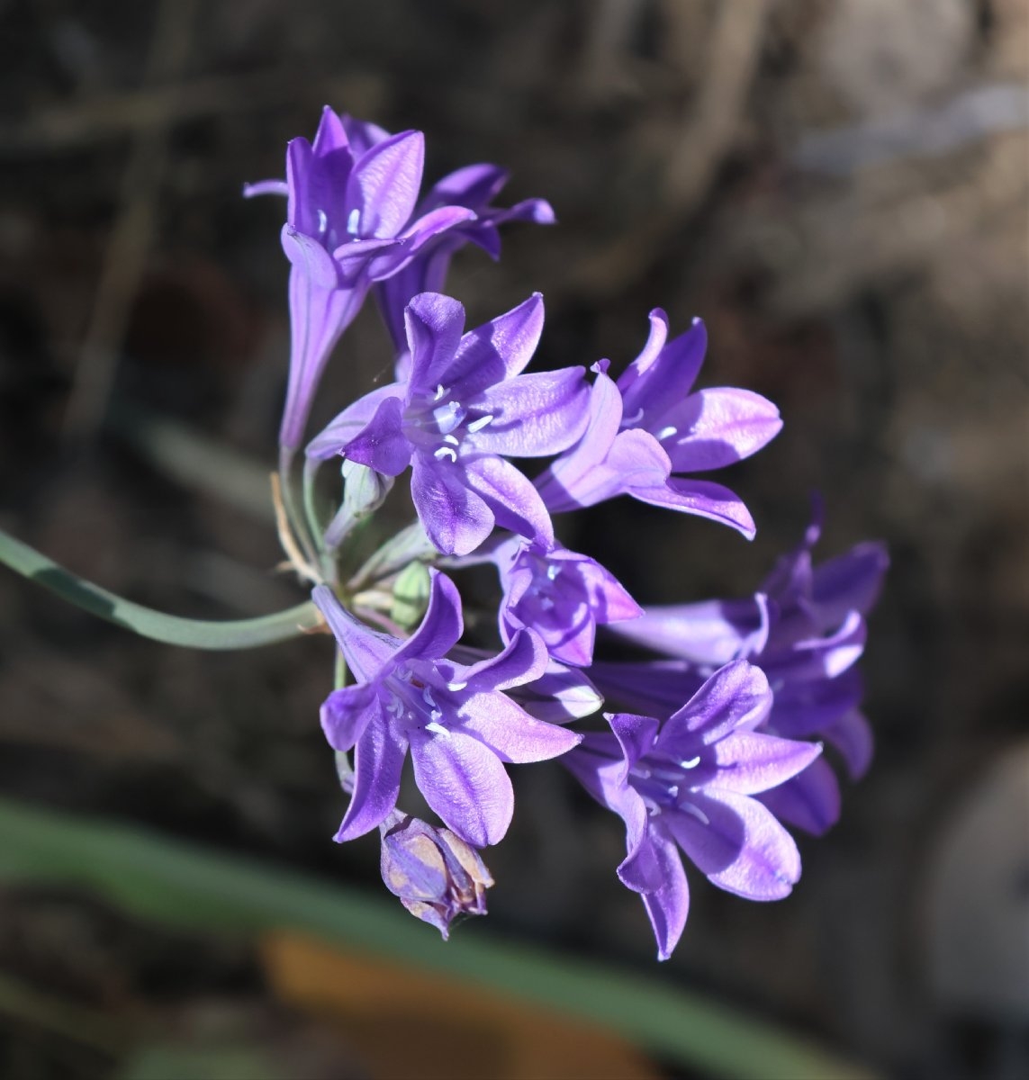 Triteleia laxa