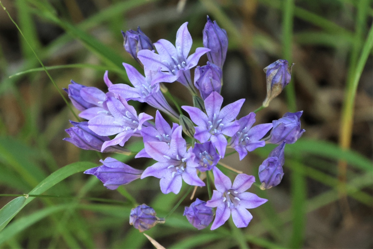 Triteleia laxa