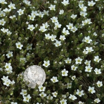 Minuartia nuttallii ssp. gregaria