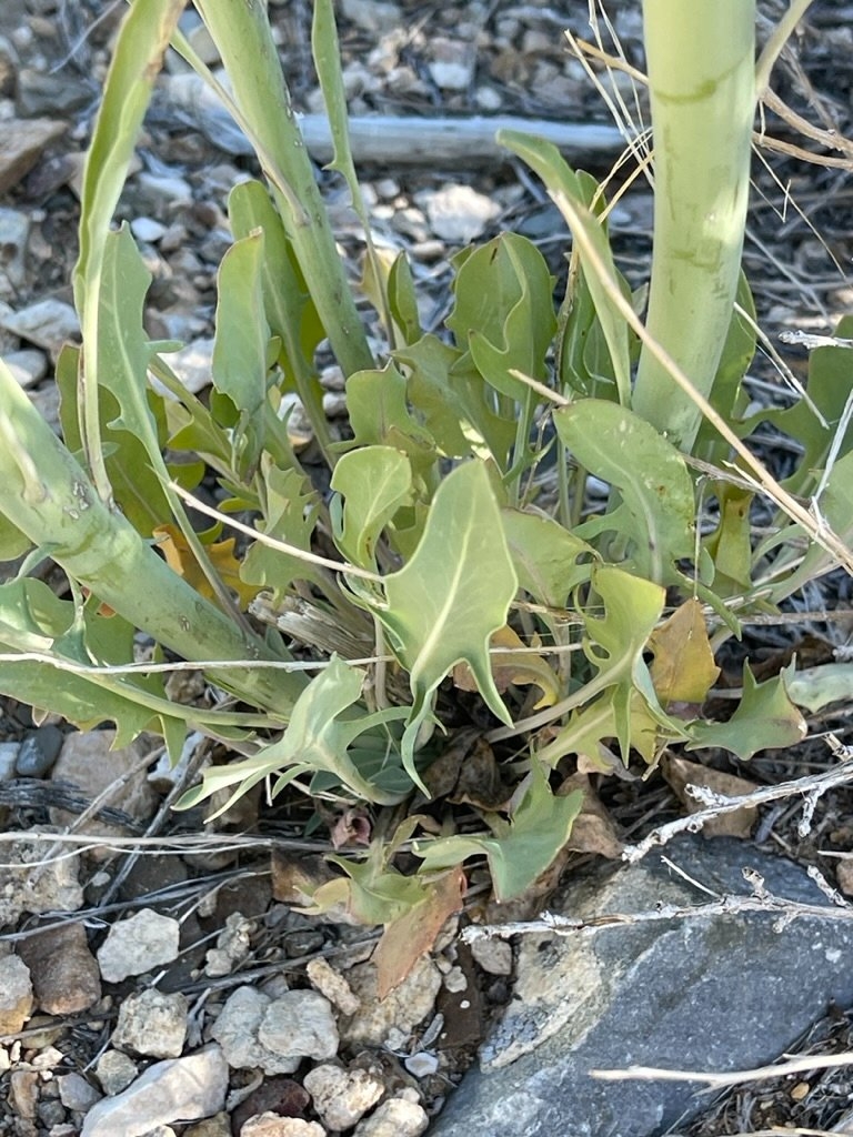 Caulanthus crassicaulis