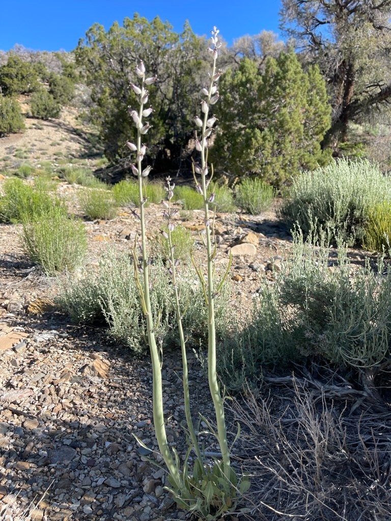 Caulanthus crassicaulis