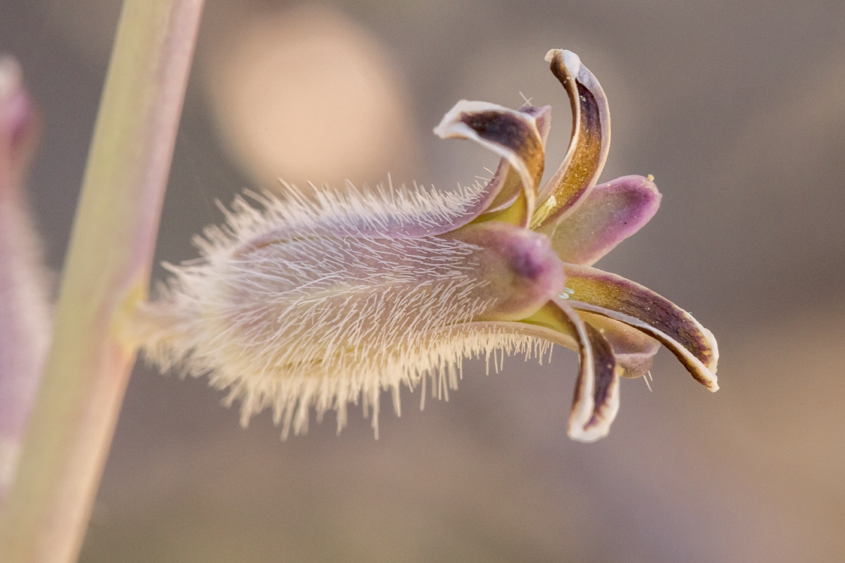 Caulanthus crassicaulis